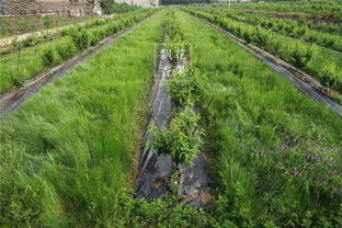 破解楼顶种什么草耐旱难题