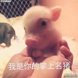 猪灭活苗回温你会吗？掌握这3个步骤