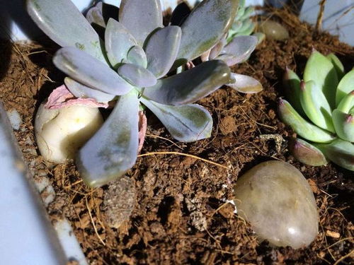 荷花多肉种植时如何避免叶片腐烂和土壤积水问题