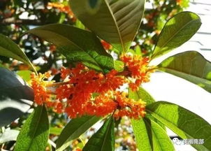 丹桂香气的探寻之旅