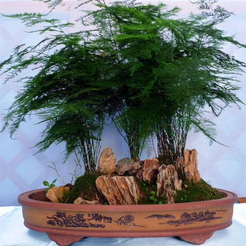 夏日文竹换盆攻略，轻松焕新！