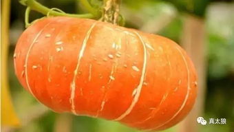黄狼南瓜：上海优良品种， 肉质细腻
