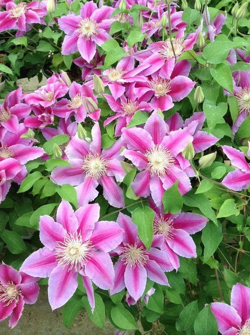 花提前开了预示着什么这个？