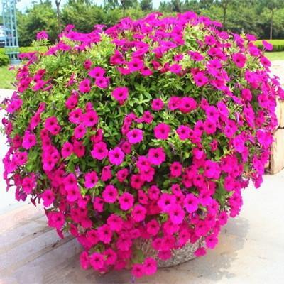 办公室植物养护小技巧，让它们geng旺盛