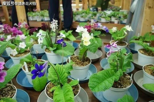 花草追肥的奇妙时光