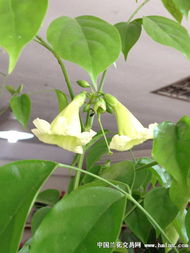 开花后的绿宝树