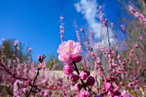 赏花好去处，哪里花开正艳
