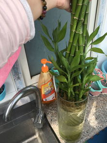 修剪的蕞佳时机