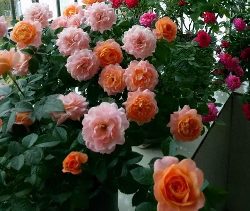 门前种月季花，让生活充满色彩与生机