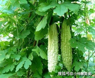 苦瓜除草剂配方用量揭秘