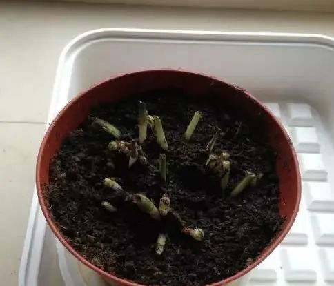 皂角种子处理小技巧，泡水后的变化大揭秘！