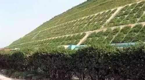 护坡种植植物的选择