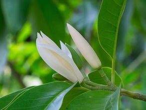 白兰花种植时应该选择什么土壤和光照条件