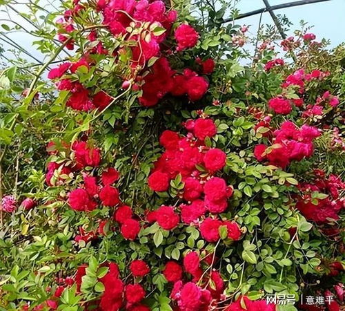 花色艳丽，香气浓郁