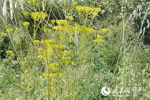 陕南：经济林与中药材的乐园