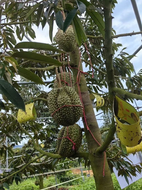 如何提高榴莲树栽培成活率？掌握哪些种植方法与技术