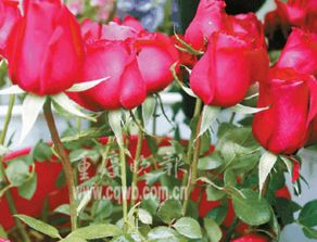 欧月与玫瑰的刺的对比