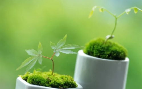室内植物彩虹怎么养殖？如何让它的色彩更加鲜艳