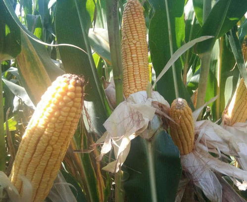 玉米种子利润， 粒数决定