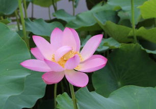 荷花的成长小秘密