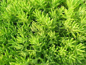 屋顶绿化新潮流,佛甲草来帮忙?