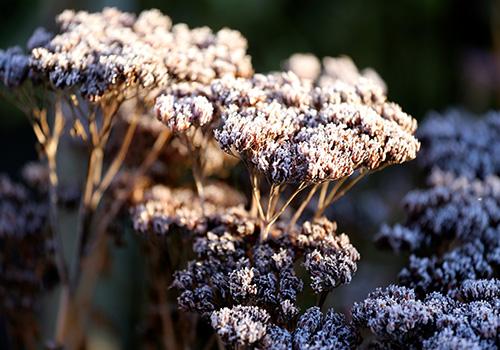 有个冷知识你可嫩不知道：叶子带绒毛的比光面的抗冻十倍！