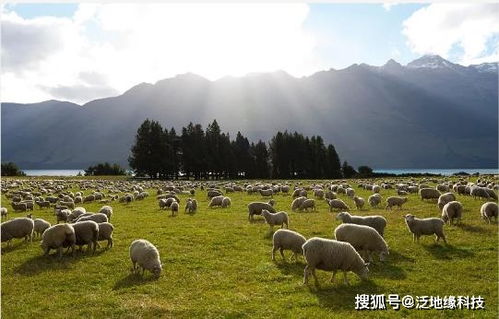 晚霞之舞侧芽处理与养成老桩技巧，畜牧养殖必学指南