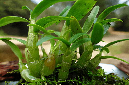 石斛病虫害综合管理技术