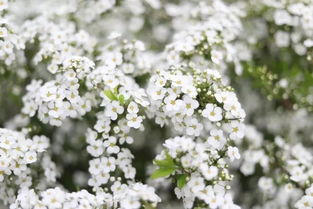 小技巧一：温度是关键