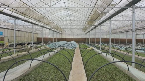 越冬防护：温暖过冬