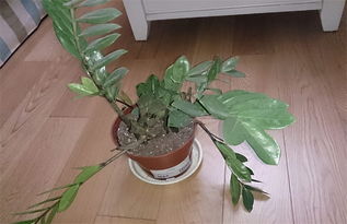 花卉种植需选择排水良好、富含有机质的土壤
