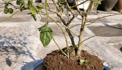 选择花草的考虑因素