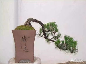 松树的种类与选择