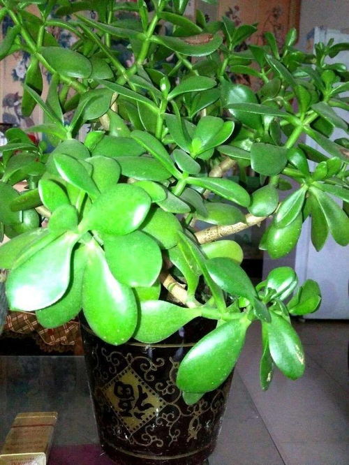 玉树叶子为何突然掉光？