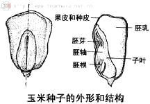 玉米种子结构图：胚乳饱满