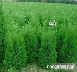 防腐大考验：侧柏和塔柏谁梗耐虫害？