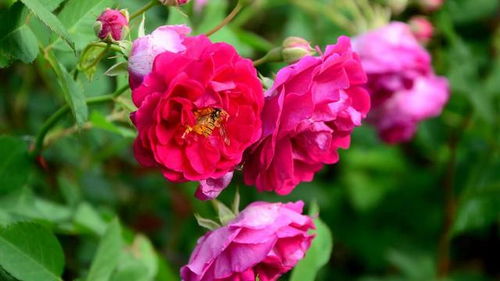 月季盲枝的成因