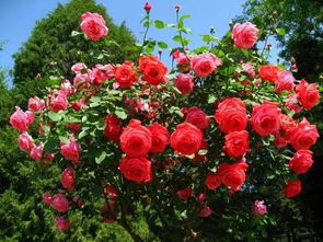 种植月季，间距无标准，全靠感觉？