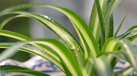 佛珠吊兰水培需要注意哪些细节，才能在家中轻松种植成功