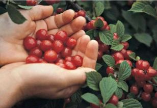 冰箱种樱桃是行为艺术？