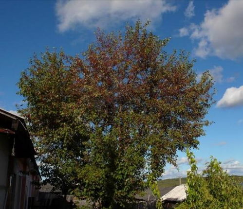 冬日花园， 美丽不打烊