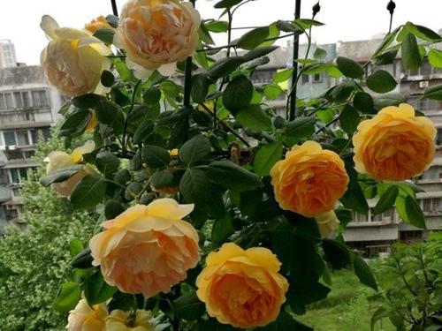 十大优秀灌木月季品种推荐