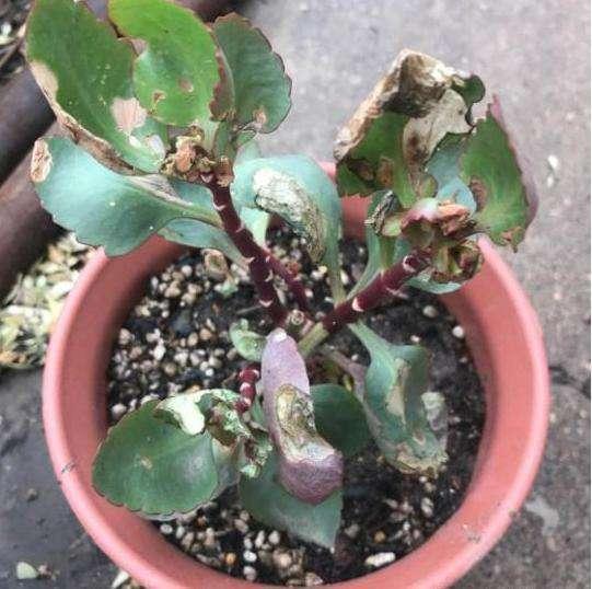 接下来我们要给长寿花换一个新家