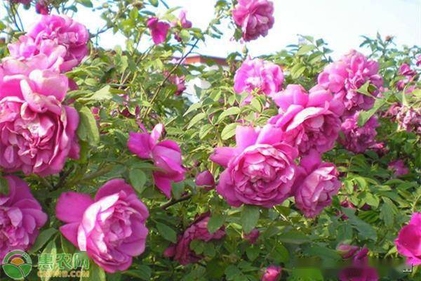 四季玫瑰与月季：它们究竟有何不同？