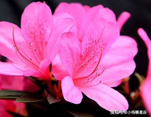 格桑花扦插难不难？掌握这些技巧