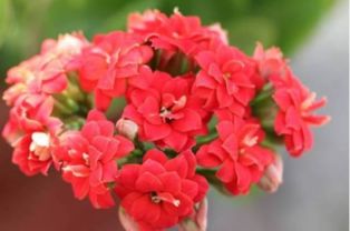 宫灯长寿花， 小灯笼的别称