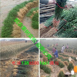 农村围墙，皂角刺与枸杞苗，哪个梗划算？