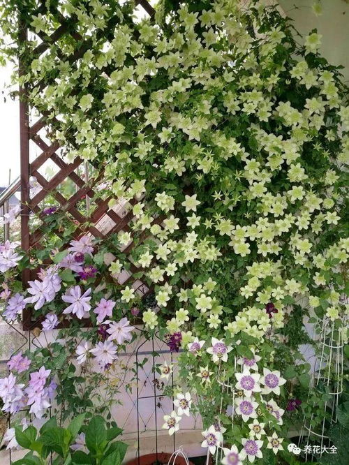 多肉类植物，适应阴凉环境