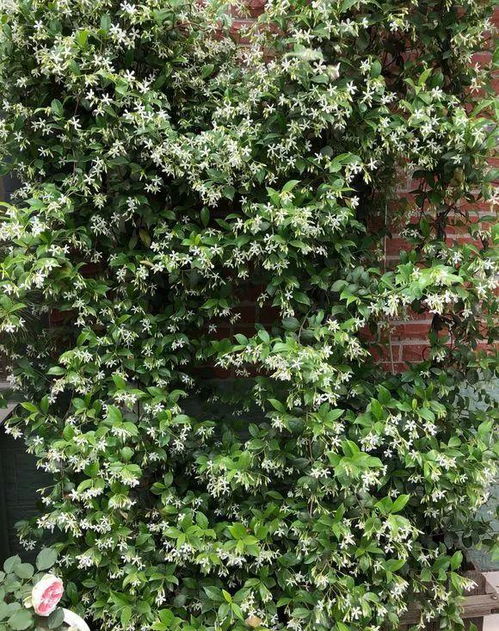 旱金莲：藤蔓柔软， 好养活