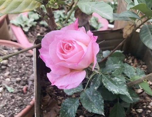 仙人球类植物的浇水禁忌